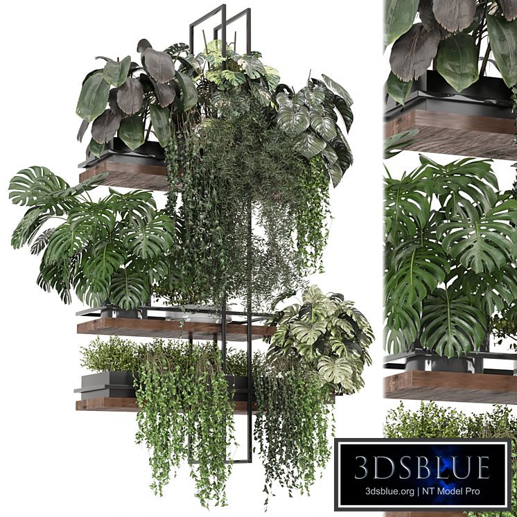 indoor plants in metal box _ Set hanging 1104