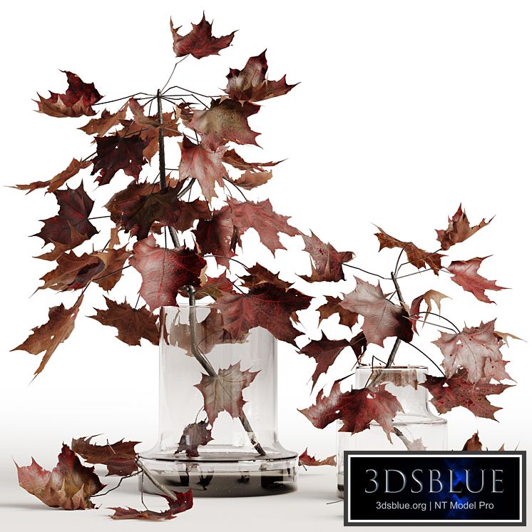 Maple branches in a glass vase