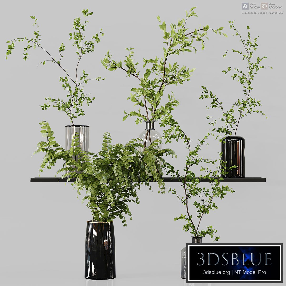 Collection Indoor Plants 055