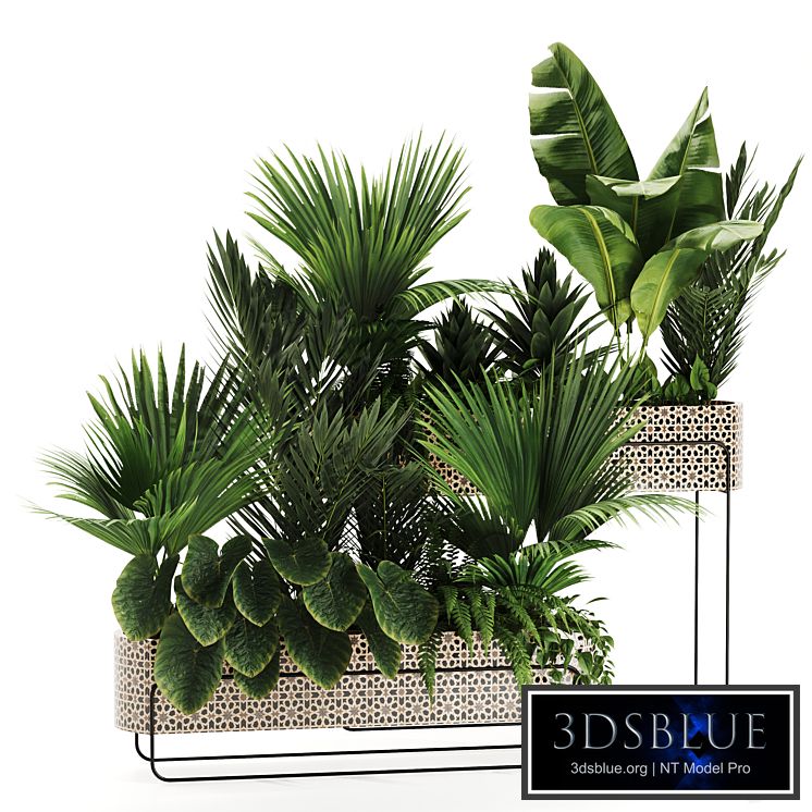 Indoor plants in box set-70
