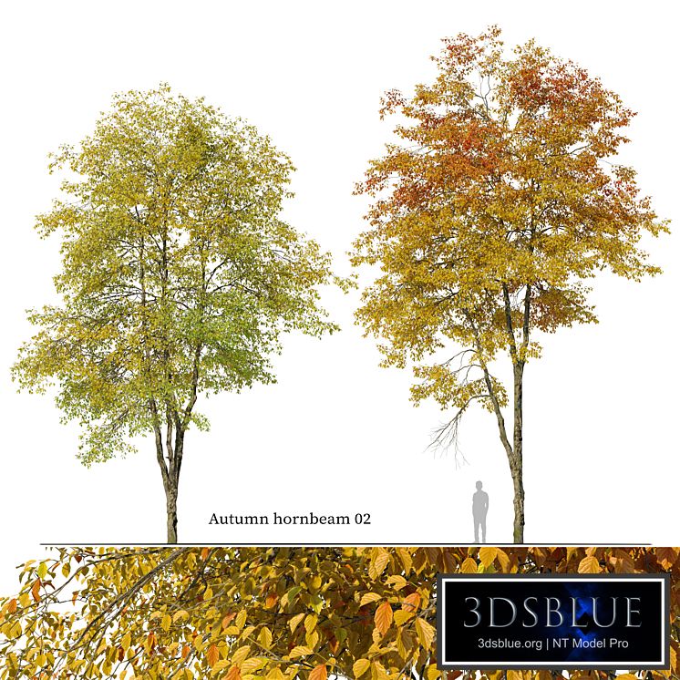 Autumn hornbeam tree 02