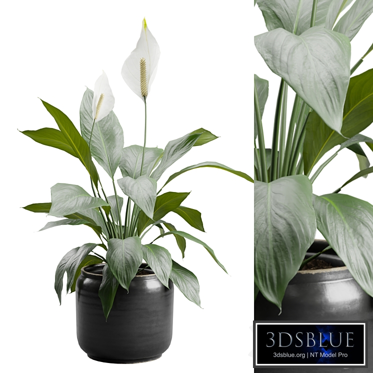Peace Lily in Ceramic Dark Planter