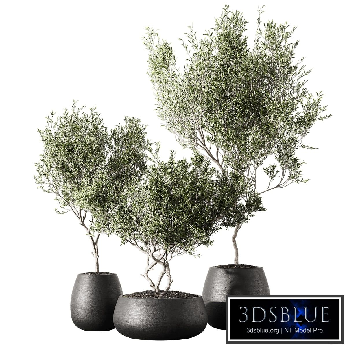 Set of indoor living plants in pots 13