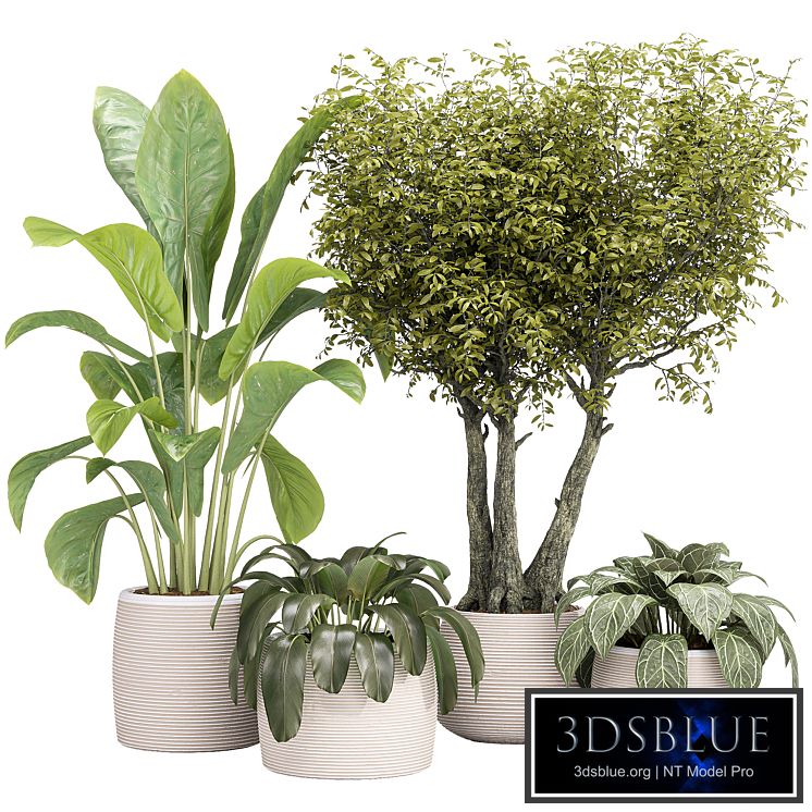 Indoor collection Plants 04