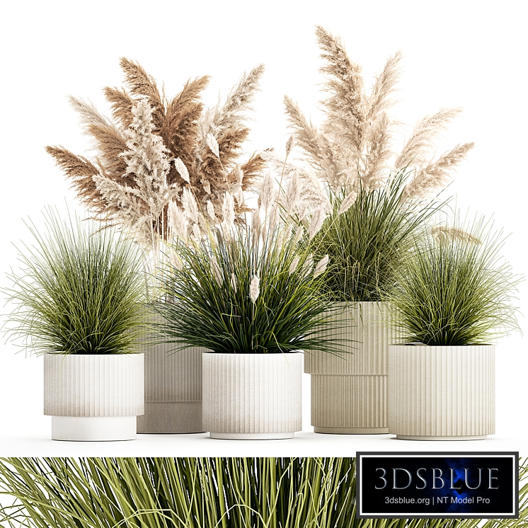 Plant collection 1461