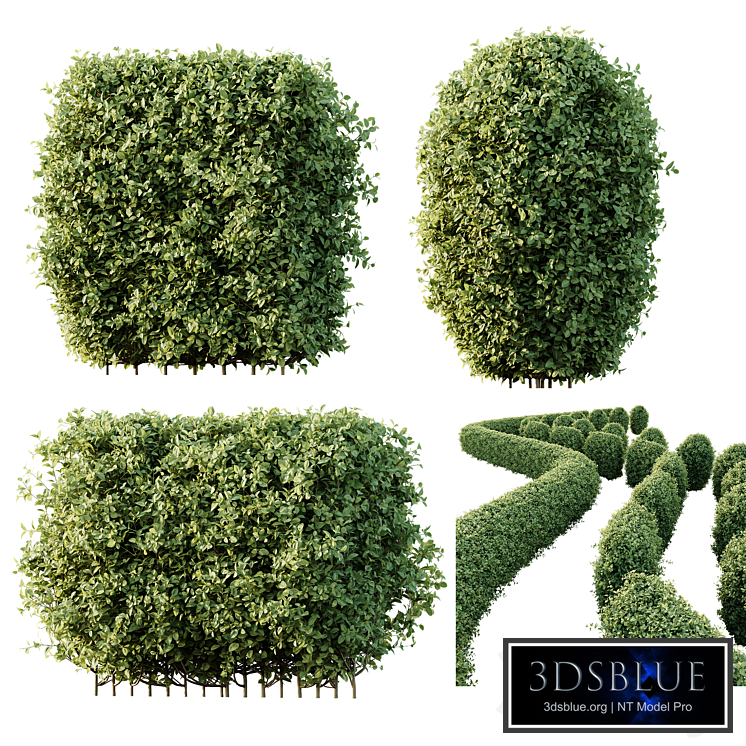 HQ Plants Ligustrum Ovalifolium Argenteum Aureum Hedge