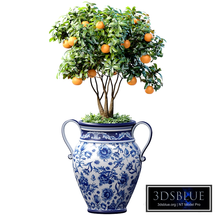 Orange Tree in an Italian vase. Ornamental Citrus Indoor plant