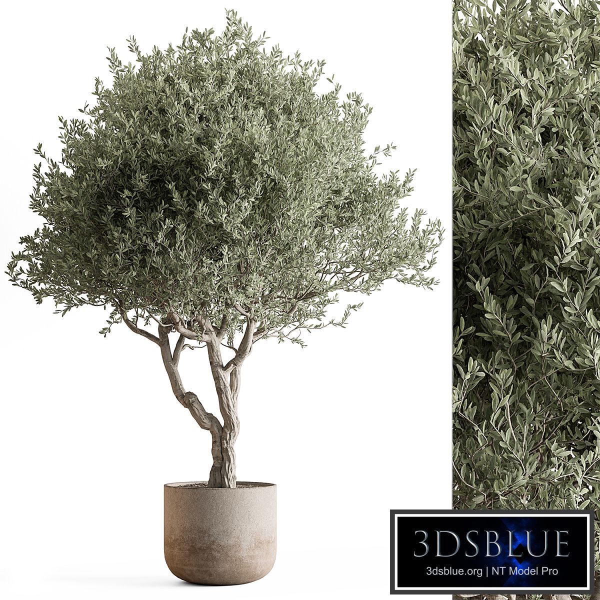 Indoor Plant 652 -Tree in Pot