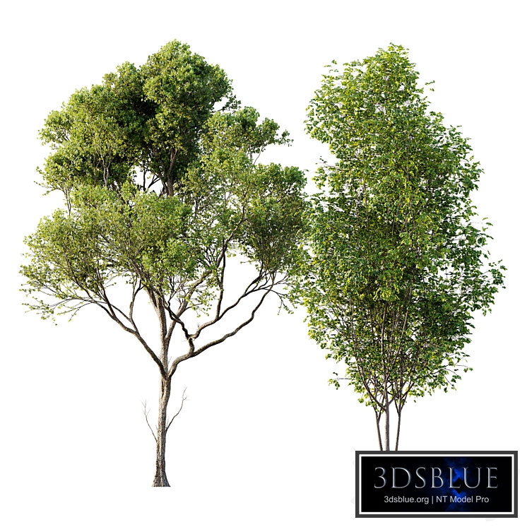 spring trees Acer Saccharinum and Acer Pseudoplatanus