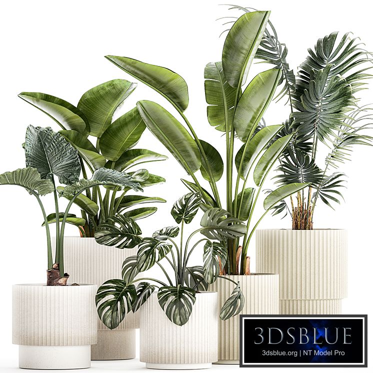 Plant collection 1465