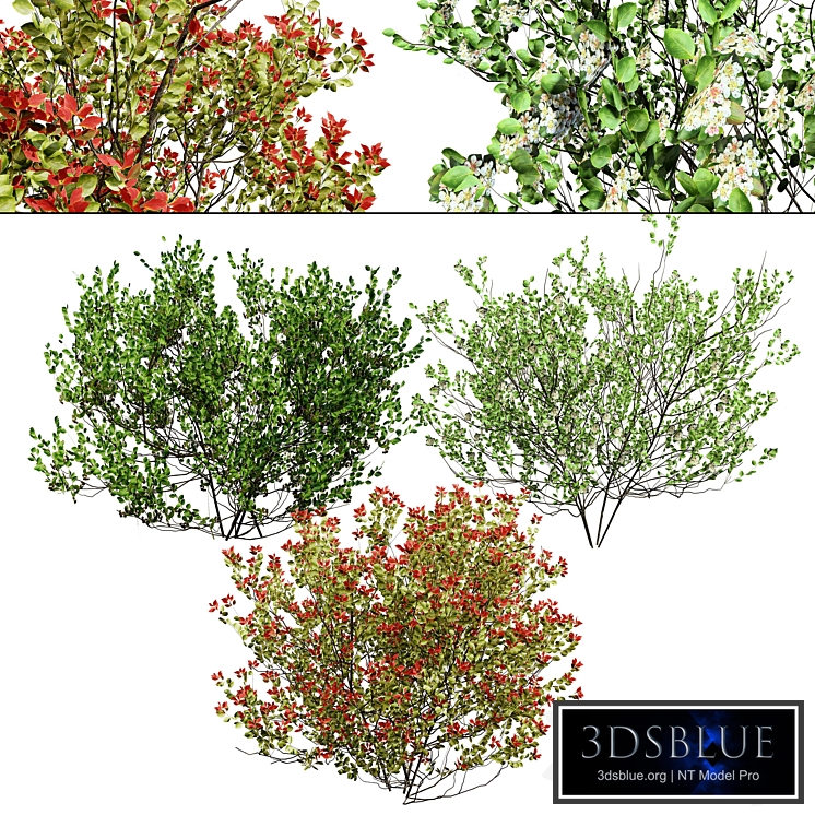 Aronia Melanocarpa bushes 3d model