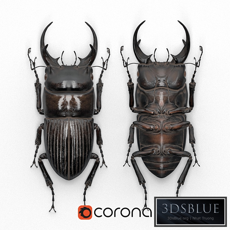 Beetle in a frame (Dorcus intermedius)