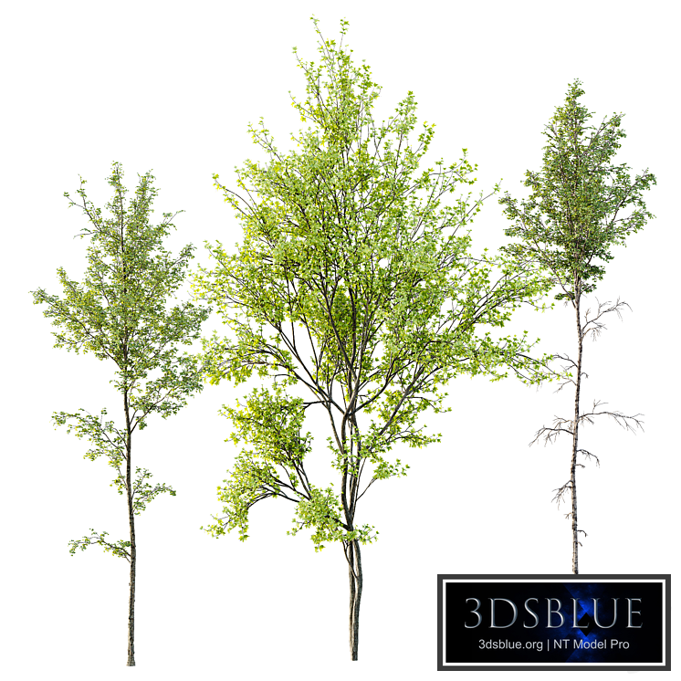 Alnus Glutinosa and Betula Pendula spring trees