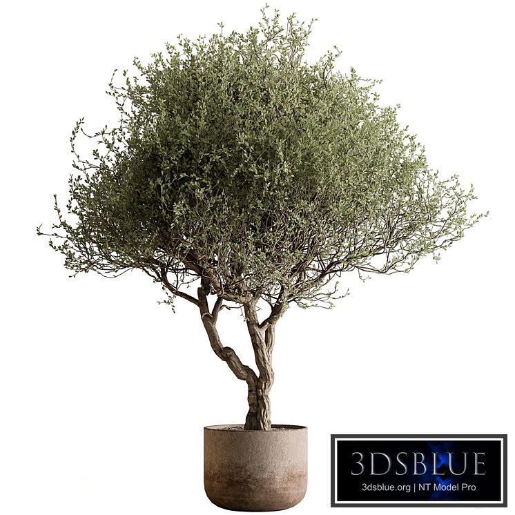 Outdoor Plants 594 - Tree in Pot