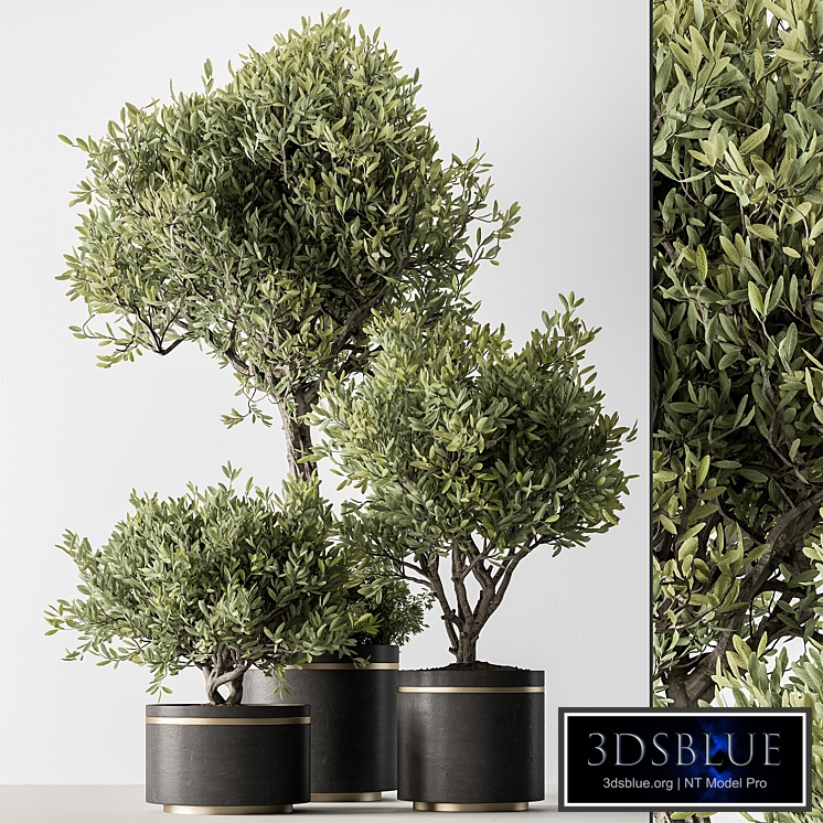 Indoor Plant 660 -Tree in Pot