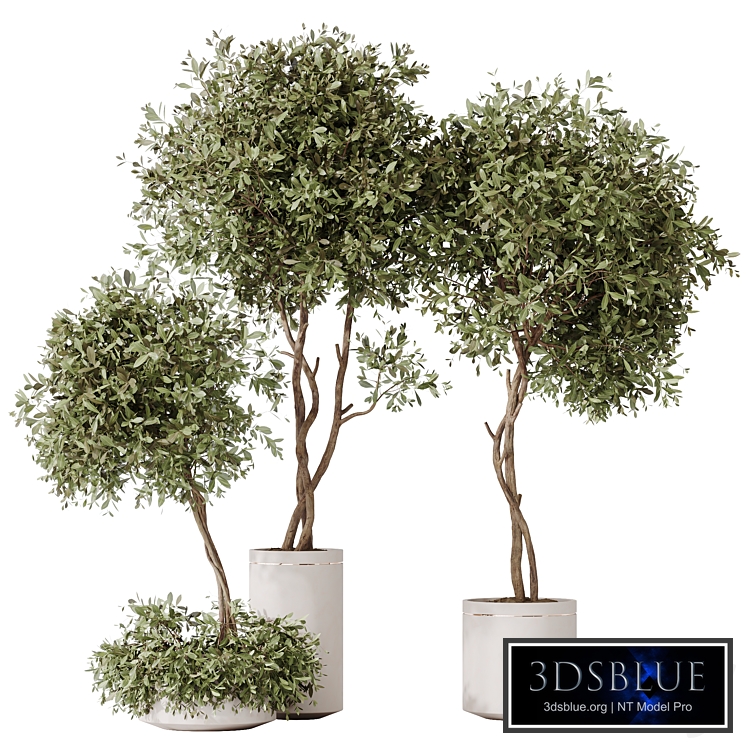 HQ HousePlants Olive Artificial Olivo Olea Tree
