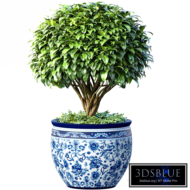 Decorative tree in an Italian vase. Indoor plant