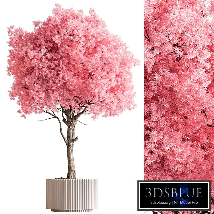 Indoor Plant 657 - Pink Tree