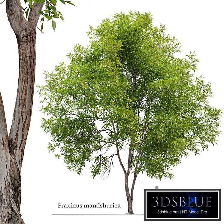 Fraxinus mandshurica