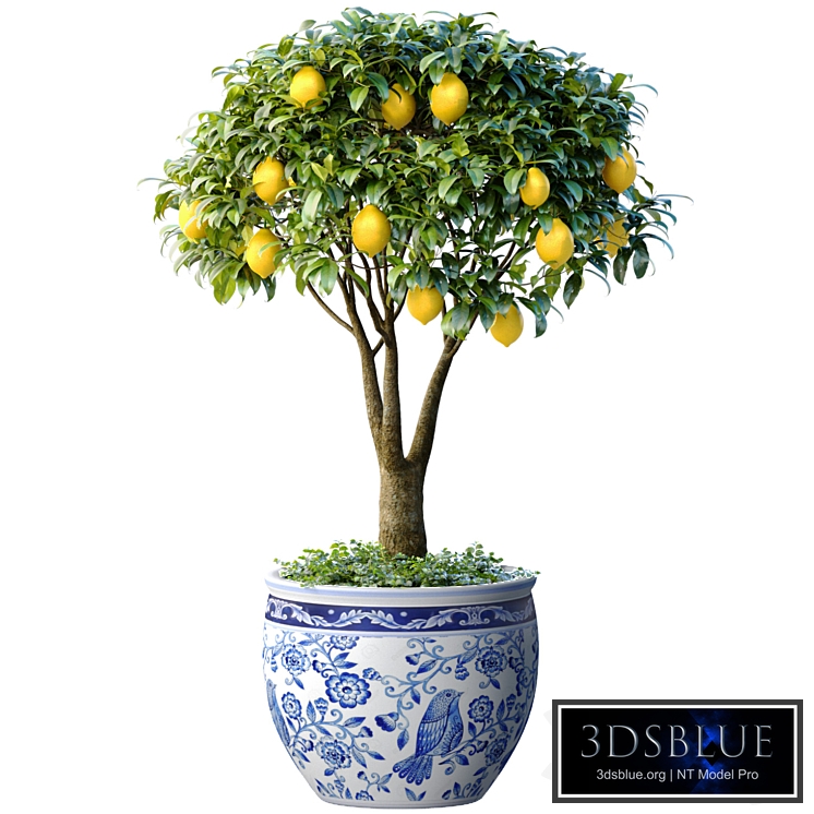 Lemon Tree in a potted flowerpot. Ornamental Citrus Indoor plant
