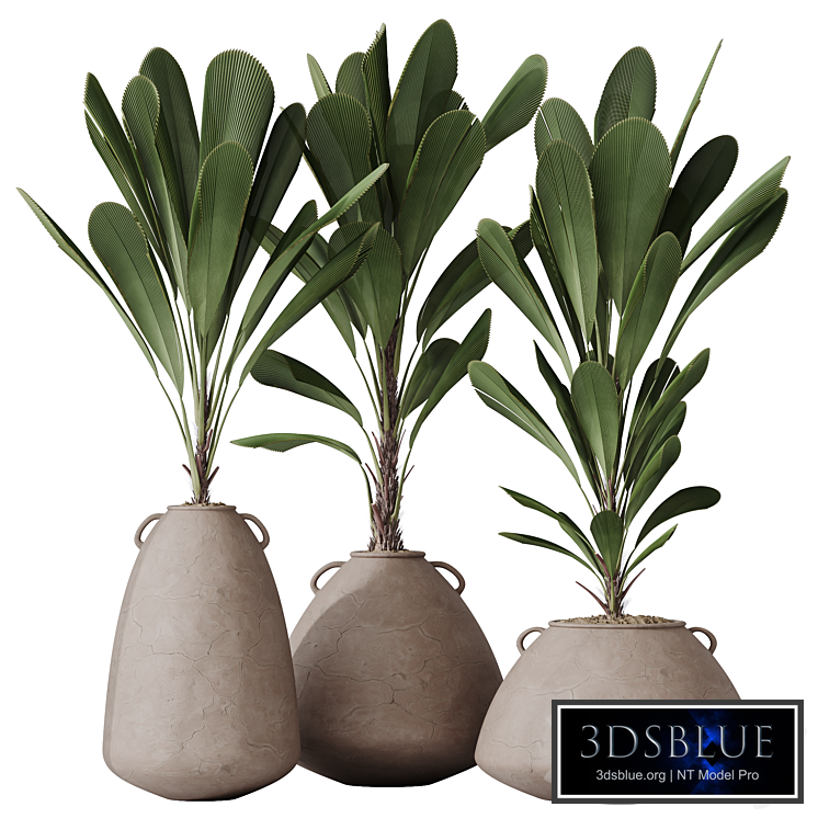 HQ HousePlants Licuala Grandis Ruffled Fan Palm Set03