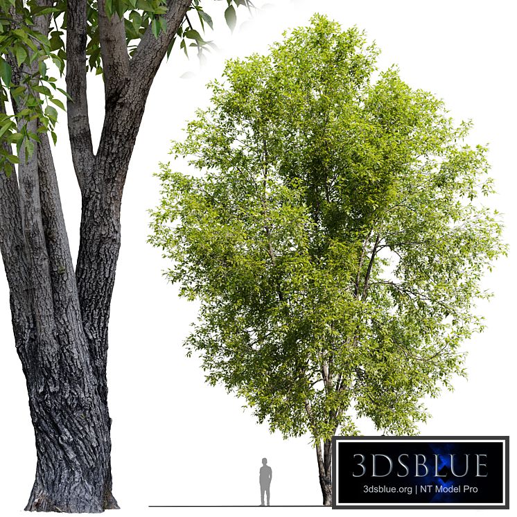 Fraxinus mandshurica 2