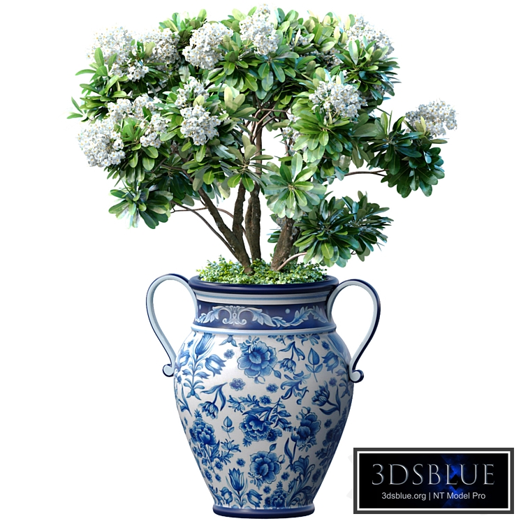 Decorative blooming garden tree with white Plumeria flowers in a vase