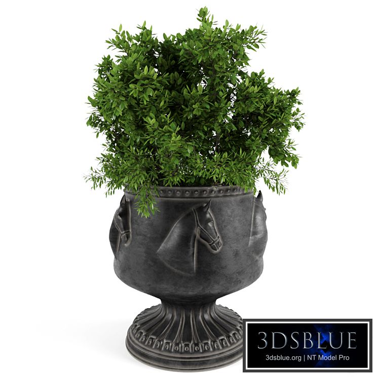 The bush in a flowerpot