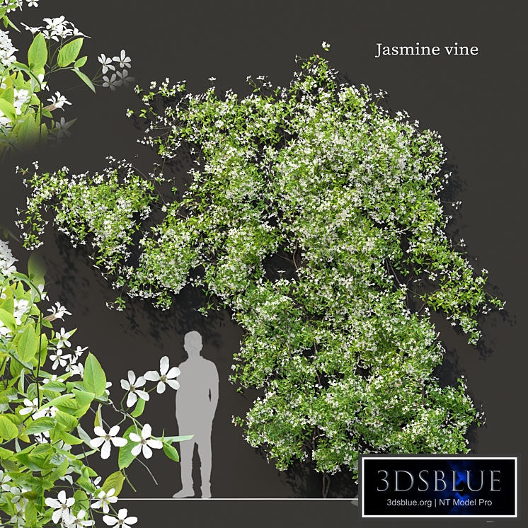 Jasmine vine