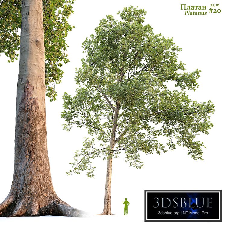 Sycamore / Platanus #20