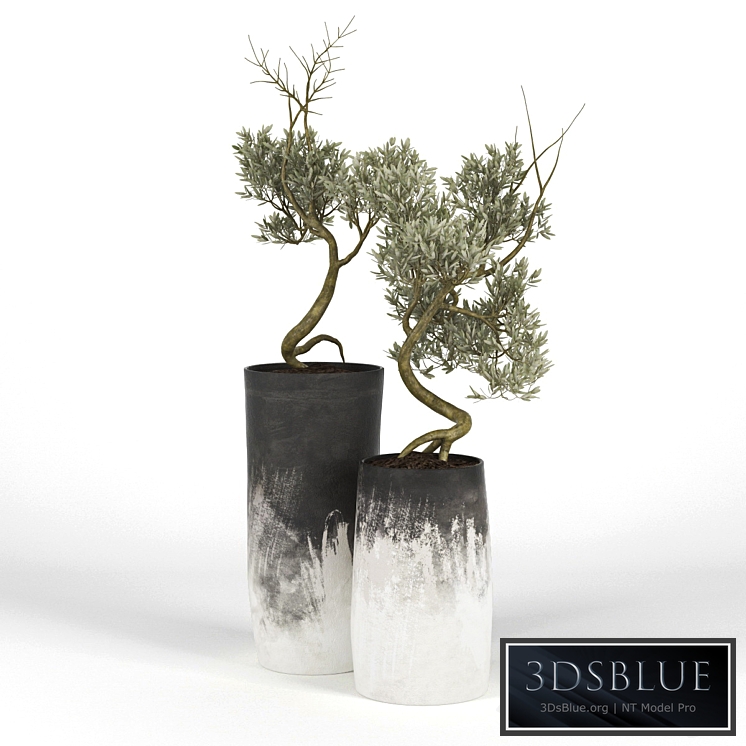 Olive_Tree_III