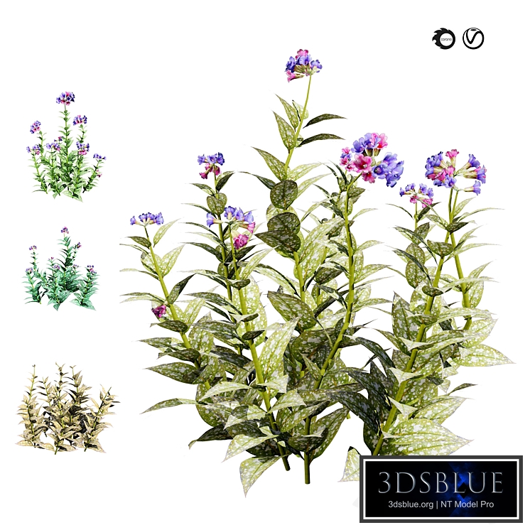 4 Season Lungwort flowers