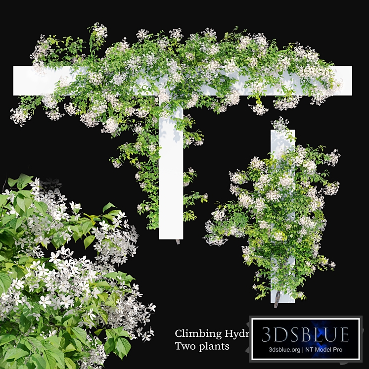 Climbing Hydrangea