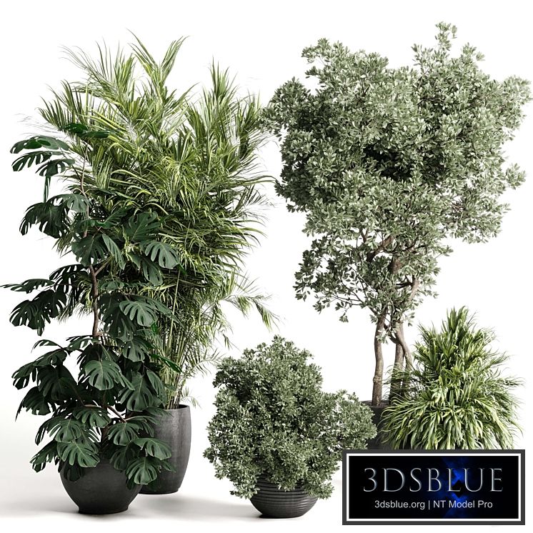 indoor plant set 452 plant bush monstera tree vase dirty concrete