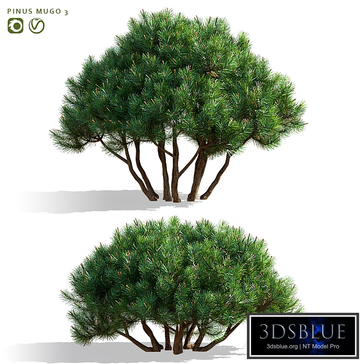 Mountain pine | Pinus mugo 3