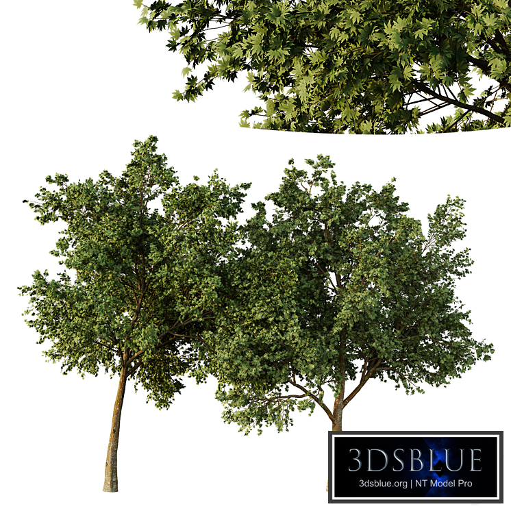 Acer pseudoplatanus Tree01