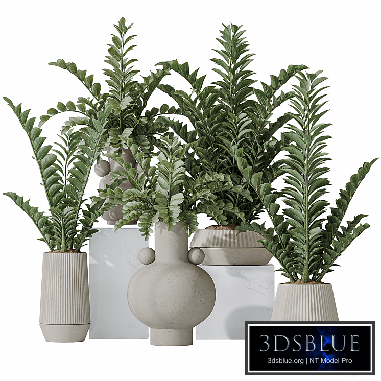 Zamioculcas Zamiifolia Araceae