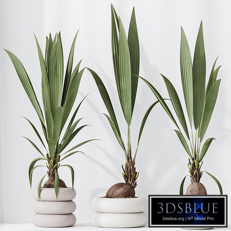 HQ HousePlants Genus Cocos nucifera Coconut Palm