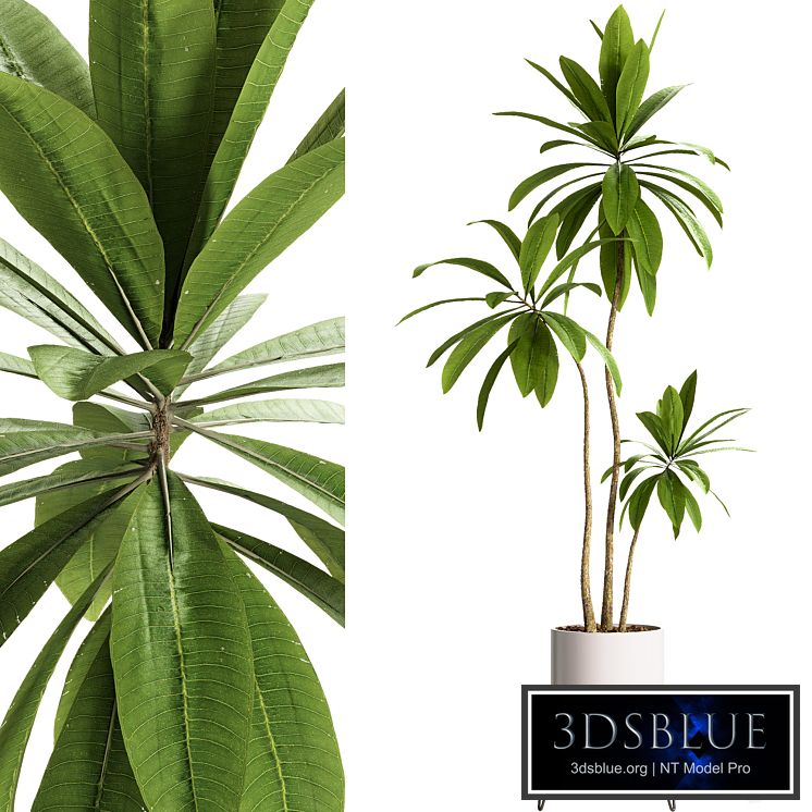 Indoor Plants - 25 Plants in pot