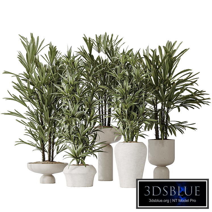 Dracaena Warneckii Lemon and Rhapis Excelsa vases