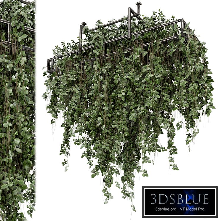 Indoor Hanging Plants in Metal Box - Set 2009