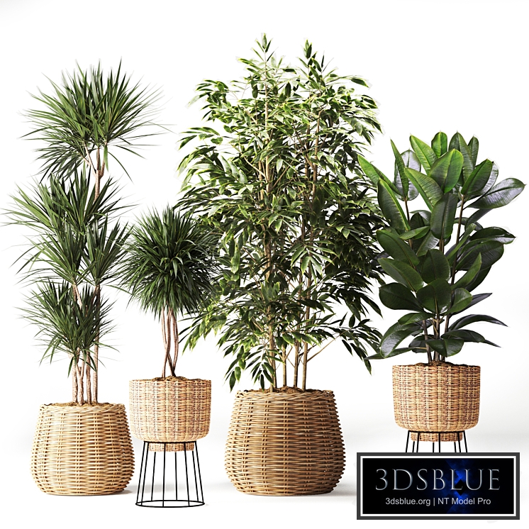 Indoor Plant in Handmade Rattan Pot Set06