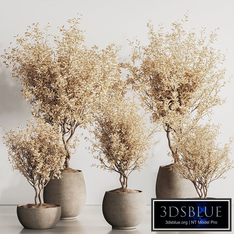 Indoor Plant Set 134_Dry Plants