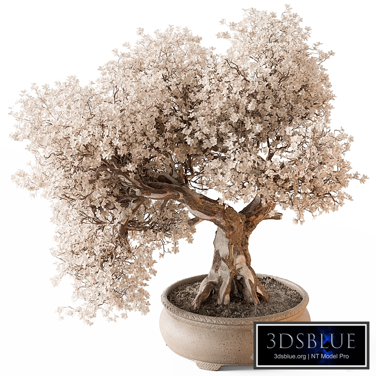 indoor Plant 671- Adenium Bonsai