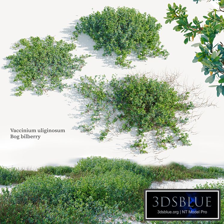 Vaccinium uliginosum