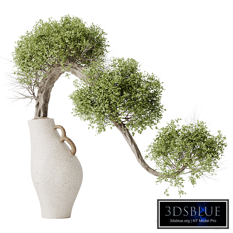 HQ HousePlants Ficus Retusa Microcarpa Bonsai Ginseng04