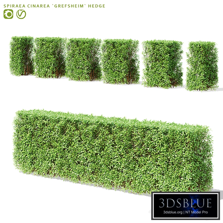 Spiraea gray Grefsheim hedge | Spiraea cinerea grefshim