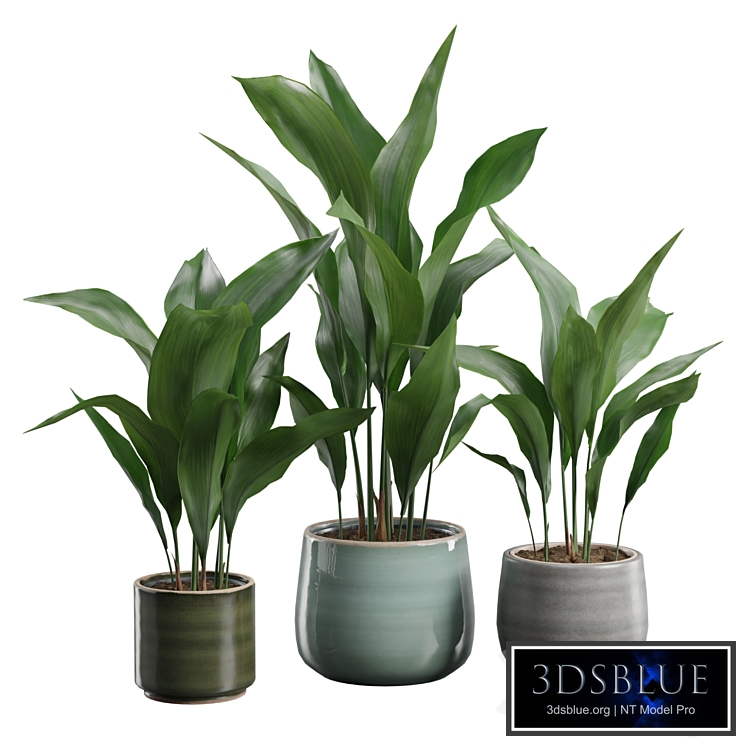 Aspidistra Elatior Pack