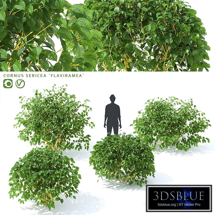 Sprouting derain | Cornus sericea `Flaviramea`