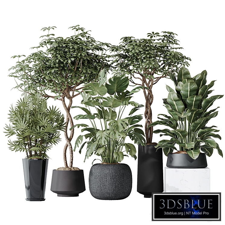 Indoor plant set 04